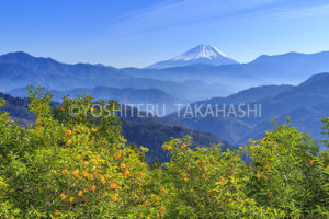 富士山と柚子